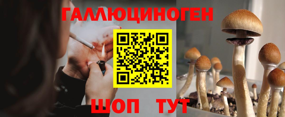 Галлюциногенные грибы GOLDEN TEACHER  Вход с VPN  Тихорецк 